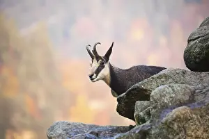 One chamois standing on rocks, autumnal colors of a forest in the distant background