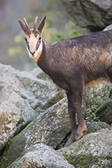 One chamois standing on rocks, autumnal colors of a forest in the distant background