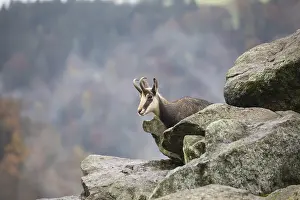 One chamois standing on rocks, autumnal colors of a forest in the distant background