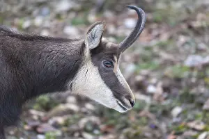 One chamois standing on rocks, sideview portrait