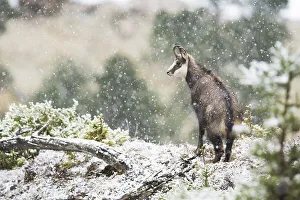 Chamois, young chamois buck (Rupicapra rupicapra) during heavy snowfall in mountain forest