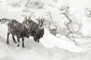 Chamoises (Rupicapra rupicapra)