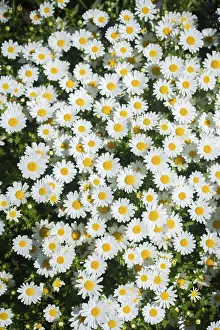 Category Historic EN Prints: Chamomile field flowers nature scene with blooming chamomilles