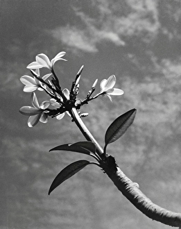 Champak flower, Uttaranchal, India 1940's