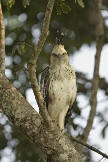 Changeable Hawk-eagle (Nisaetus cirrhatus ceylanensis) immature