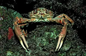 Channel Clinging Crab (Mithrax spinosissimus)