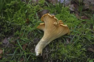 Chanterelle (Cantharellus cibarius)