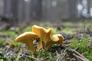 Chanterelle in the pine forest