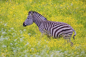 Chapman's zebra (Equus quagga chapmani) grazing on a yellow flowering meadow<br>Chapman's zebra (Equus quagga chapmani)