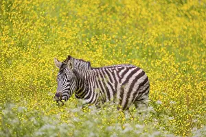 Chapman's zebra (Equus quagga chapmani) grazing on a yellow flowering meadow<br>Chapman's zebra (Equus quagga chapmani)