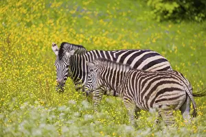 Chapman's zebra (Equus quagga chapmani) grazing on a yellow flowering meadow<br>Chapman's zebra (Equus quagga chapmani)