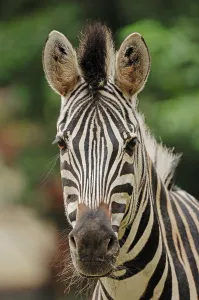 Chapman's zebra (Equus quagga chapmani)
