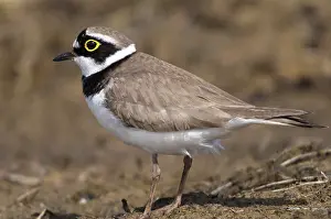 Charadrius dubius, plover, little ringed plover