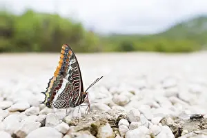 Charaxes jasius - Two-tailed Pasha - Erdbeerbaumfalter