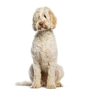 Charming Australian Cobberdog sitting and posing gracefully