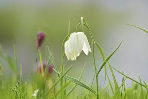 Charming chequerboard flower, spring, Germany