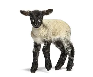 Charming four days old lamb walks confidently on a white background