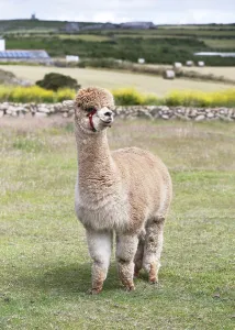 Charming, fluffy light brown alpaca (Llama pacos) with a red halter stands attentively and curiously in a green meadow