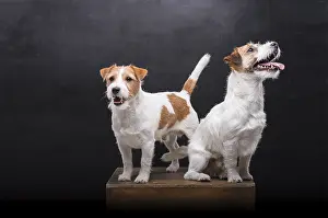 Framed Print : Two charming Jack Russell posing in a studio on a black background