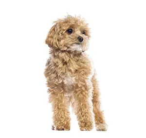 Charming Maltipoo puppy with fluffy apricot fur