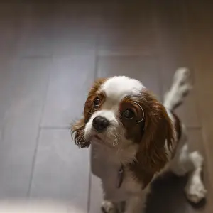 This is a charming puppy who has a curious and lively expression