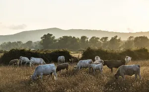 Charolais cattle in a pasture, evening light