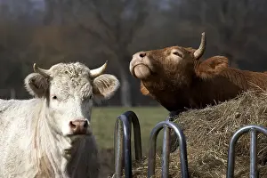 Charolais and Limousin domestic cattle in Normandy