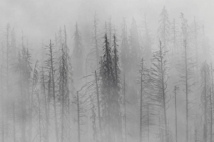 Charred lodgepole pines burned by forest fire silhouetted in the mist