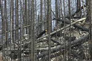 Charred tree trunks burned by forest fire