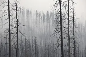 Charred tree trunks burned by forest in the mist
