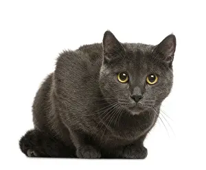 Chartreux in front of white background