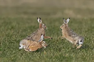 After a chase, a bumper approaches the female hare (Lepus europaeus)