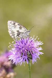 Checkerboard - Melanargia galathea uses its proboscis to suck nectar from the flower of a scabious (Melanargia galathea)