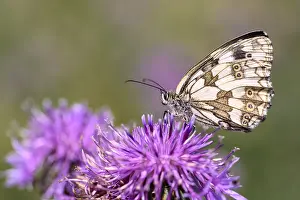 Checkerboard - Melanargia galathea uses its proboscis to suck nectar from the flower of a scabious (Melanargia galathea)