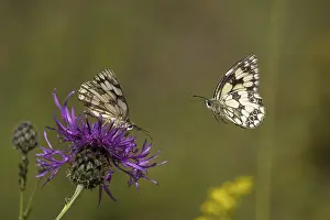 Checkered butterfly (Melanargia galathea) approaching brown knapweed (Centaurea jacea)
