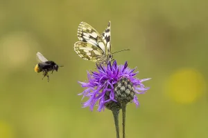 Checkered butterfly (Melanargia galathea) on brown knapweed (Centaurea jacea)