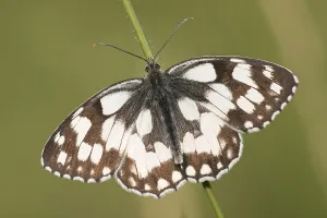 Checkerspot butterfly (Melanargia galathea)