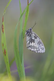 Checkerspot butterfly (Melanargia galathea)