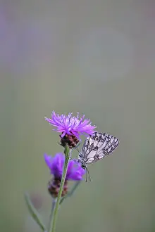 Checkerspot butterfly (Melanargia galathea) in a meadow knapweed (Centaurea jacea)