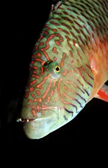 Cheek stripe wrasse, Oxycheilinus digrammus