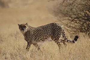 Cheetah
