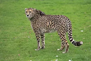 Cheetah (Acinonyx jubatus), adult
