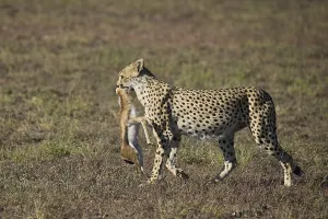 Cheetah (Acinonyx jubatus), adult