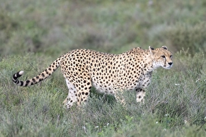 Cheetah (Acinonyx jubatus), adult female