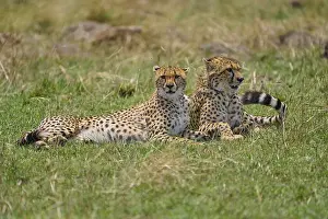 Cheetah (acinonyx jubatus), two animals lying together