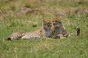 Cheetah (acinonyx jubatus), two animals lying together