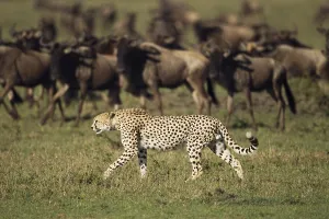 Cheetah (Acinonyx jubatus) in front of Blue Wildebeest (Connochaetes taurinus)