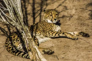 Cheetah (Acinonyx jubatus), Cango Wildlife Ranch