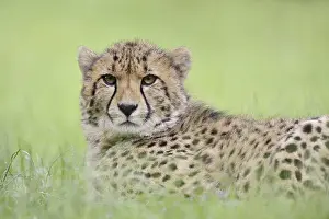 Cheetah (Acinonyx jubatus), captive
