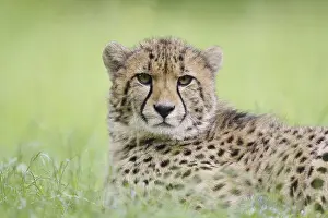 Cheetah (Acinonyx jubatus), captive
